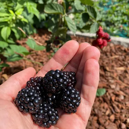 Casa Do Campo Lestrove * Padrón