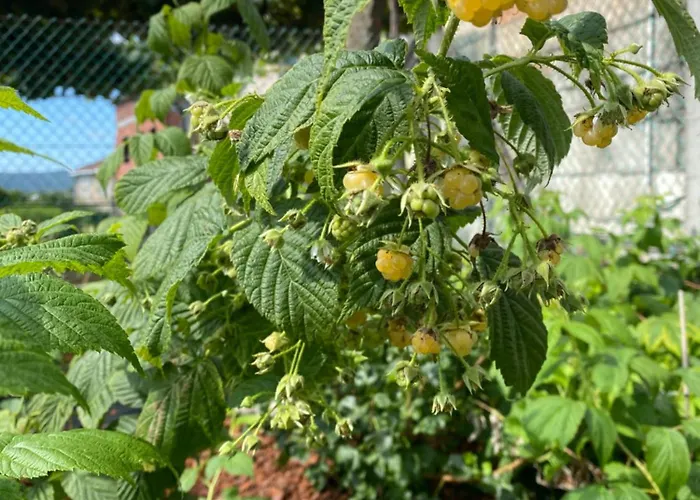 Casa Do Campo Lestrove Σπίτι διακοπών *