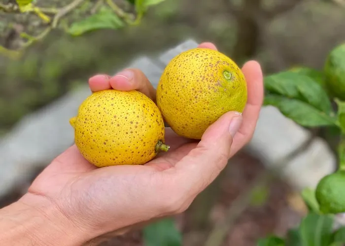 Casa Do Campo Lestrove Padrón